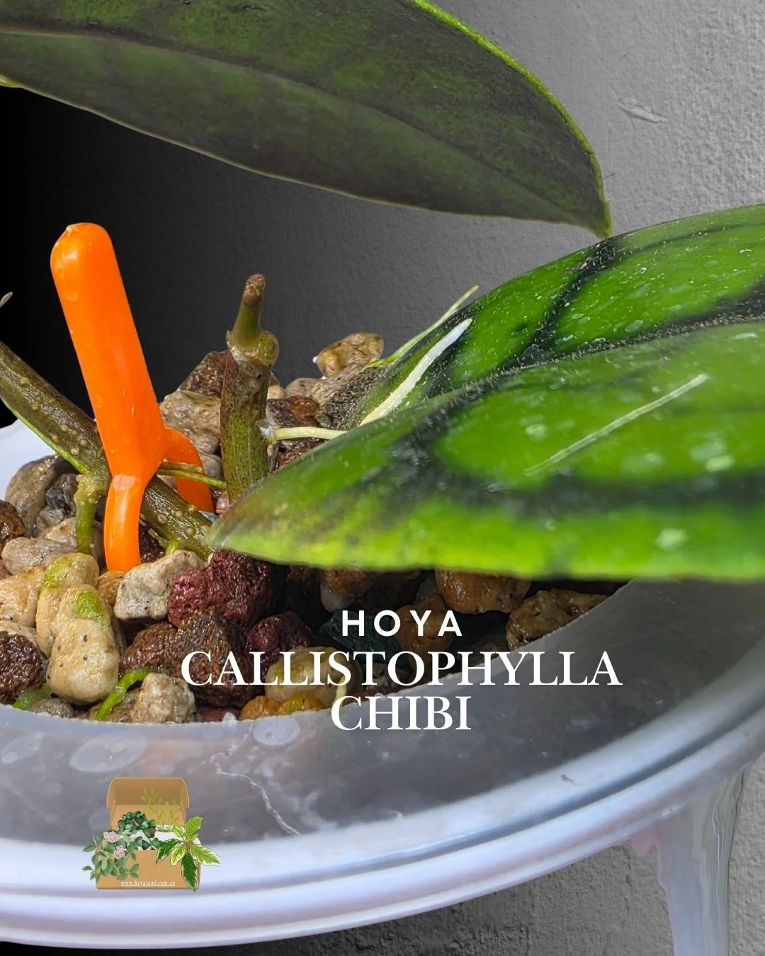 hoya callistophylla chibi (11).jpg