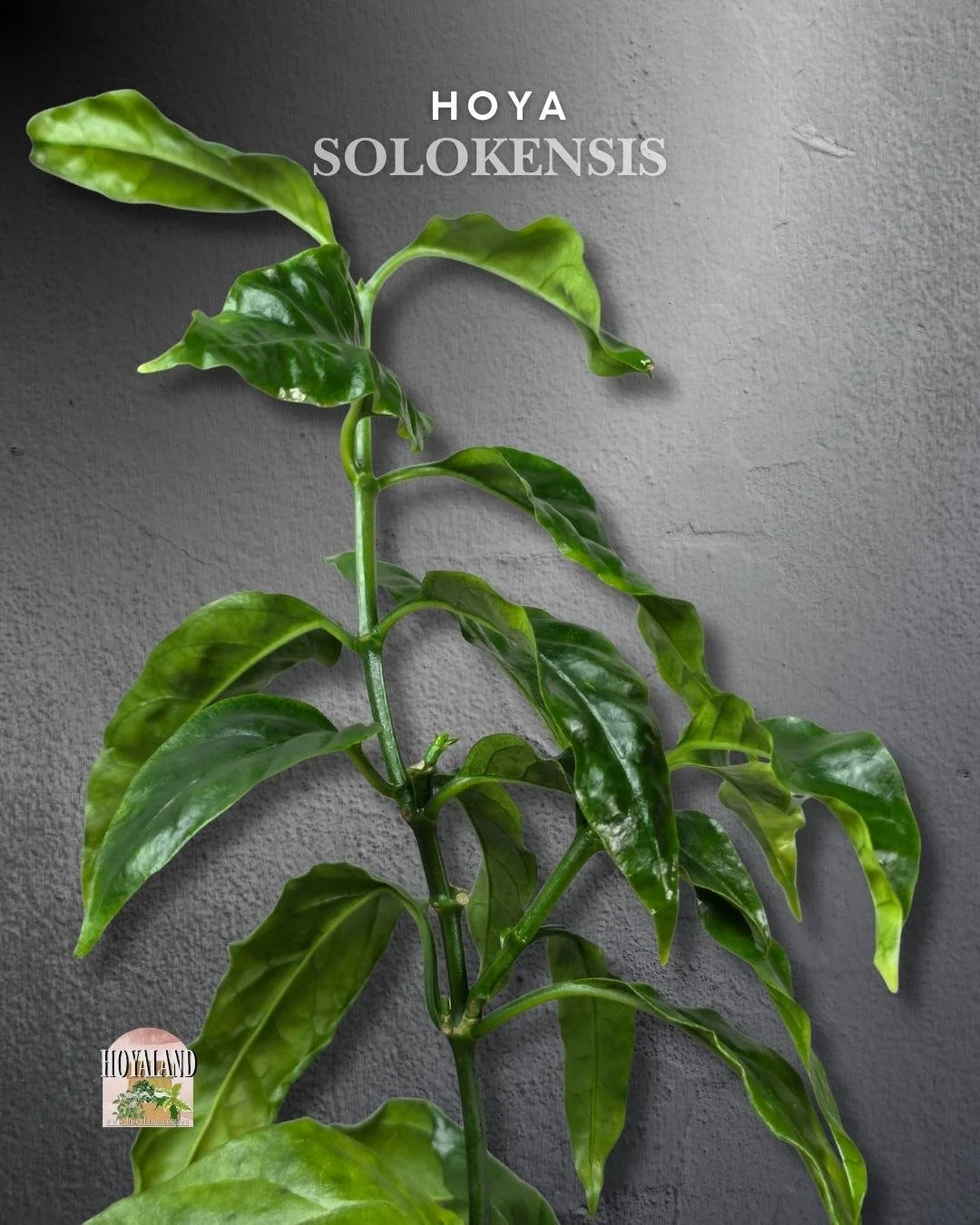 🌞 Hoya solokensis  |  2 Heads | Unique White Flowers 🎇