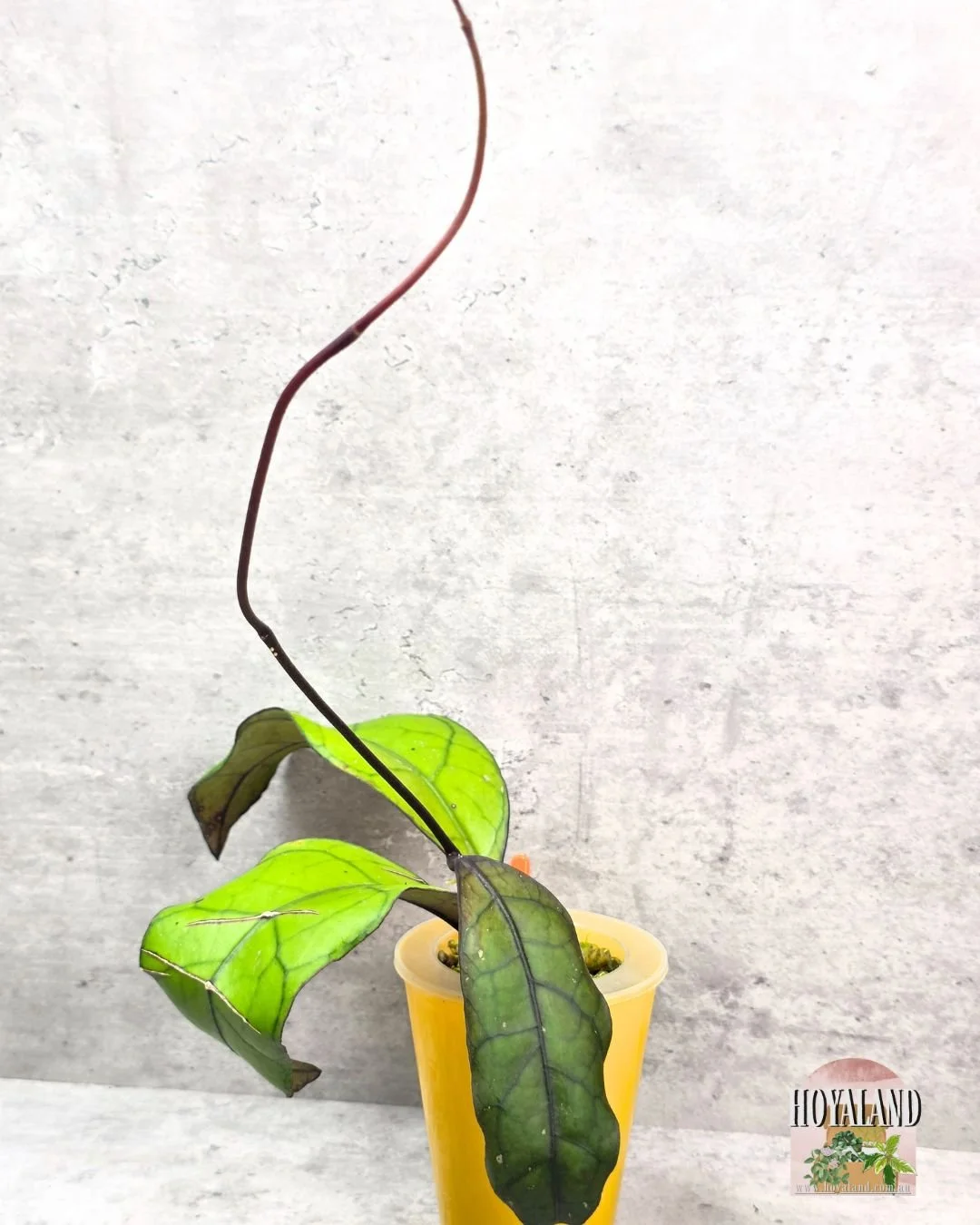 Hoya finlaysonii tabalong (2).jpg