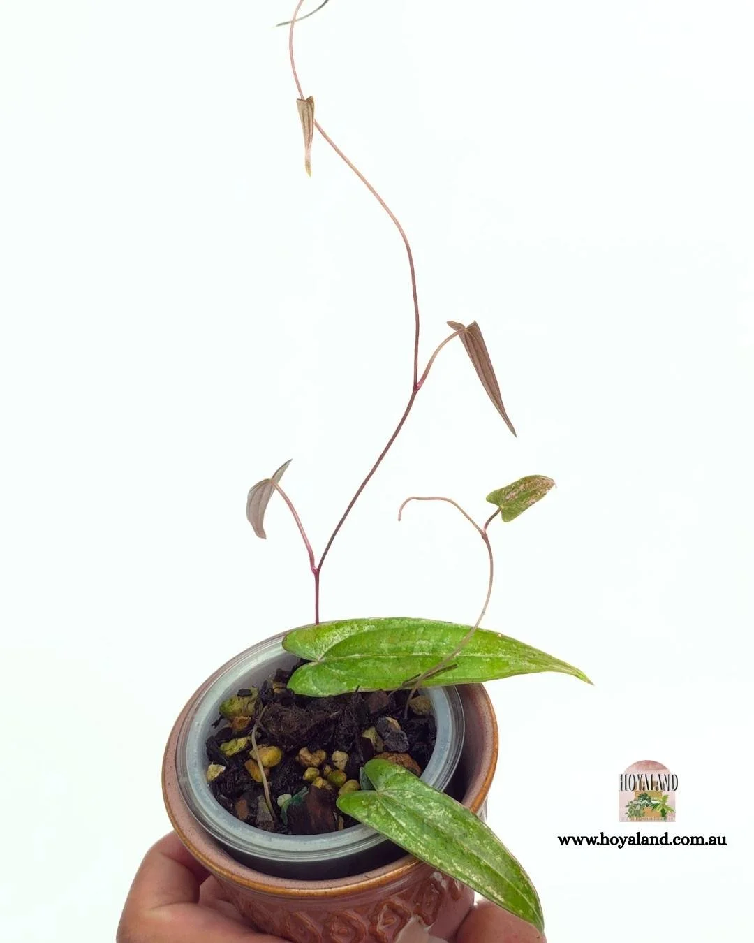 Dioscorea pixel (6).jpg