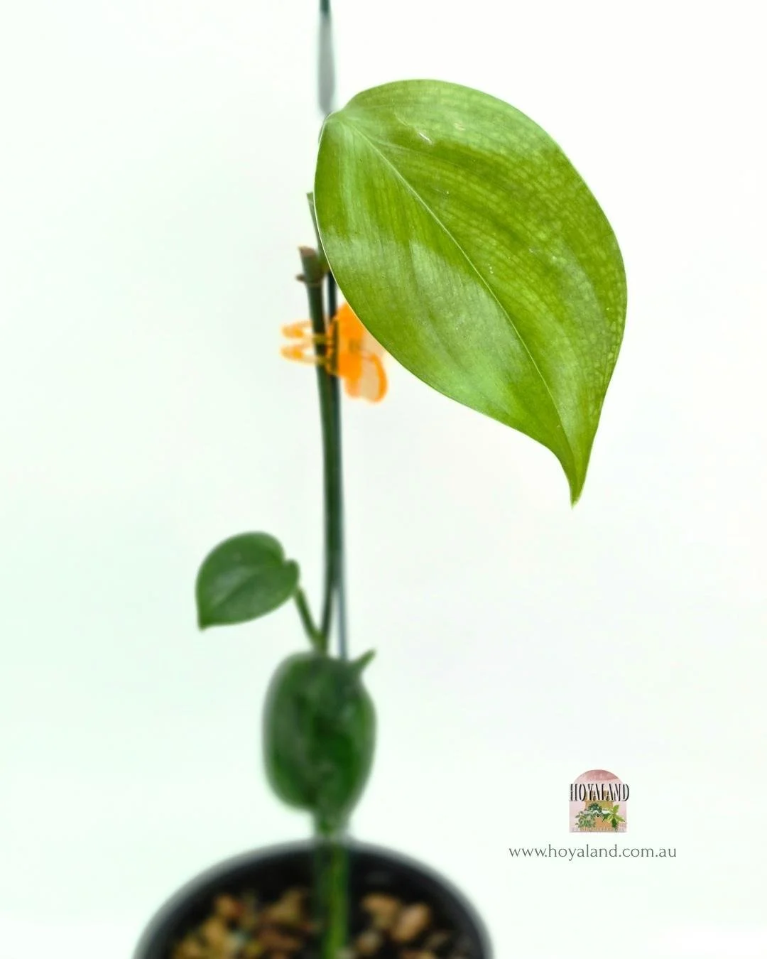 Scindapsus white monster 1.jpg