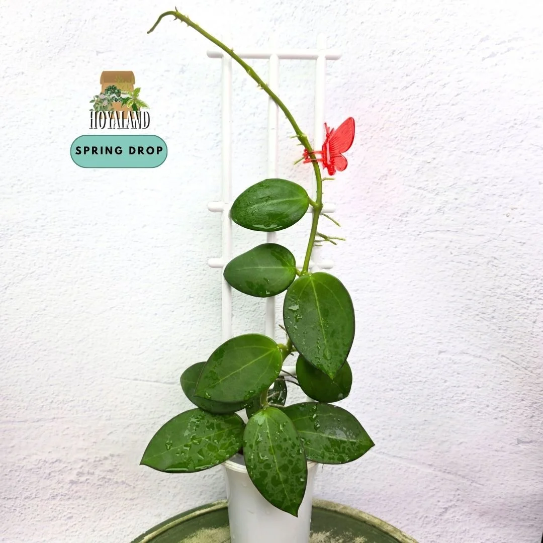 Established Hoya sp Para Green climbing vine showing thick succulent round disc leaves, deep emerald lamina, and active climbing growth