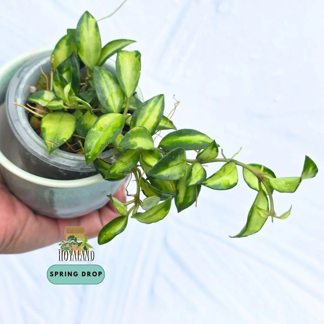 Hoya lacunosa Bruno | Rare Wavy Tricolour Variegated Hoya