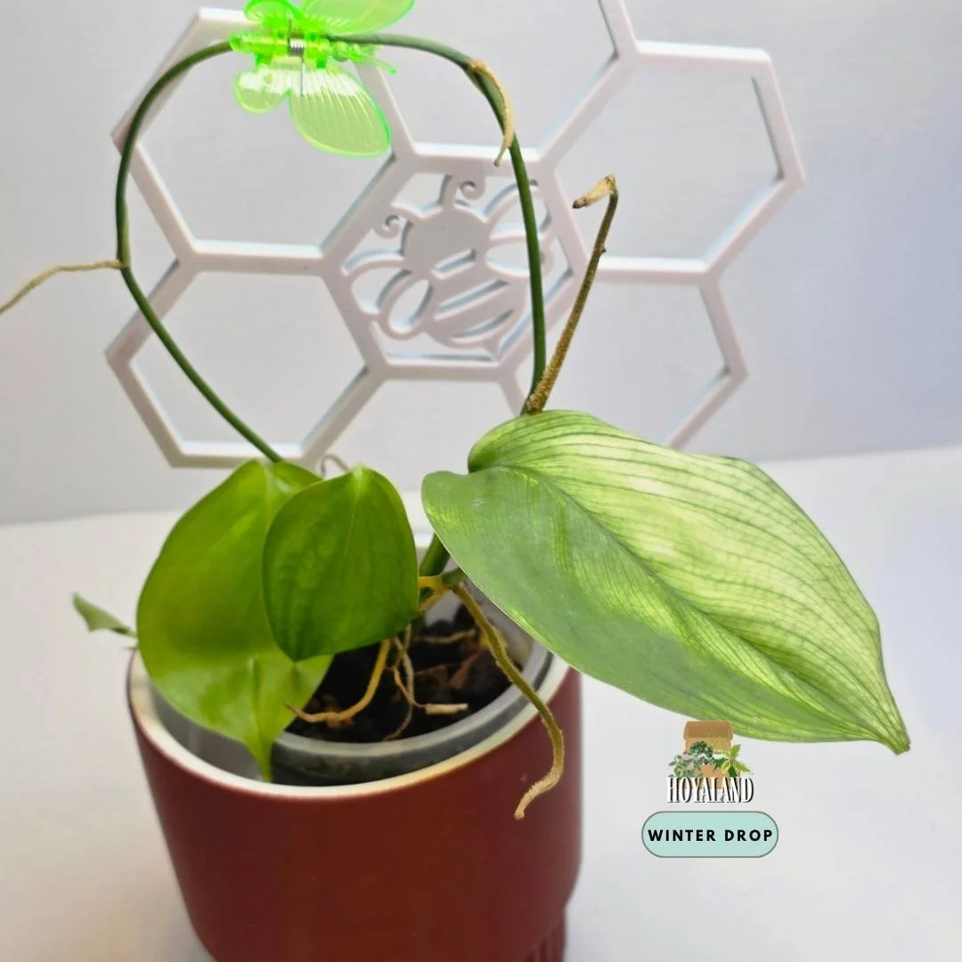 Scindapsus white monster.jpg