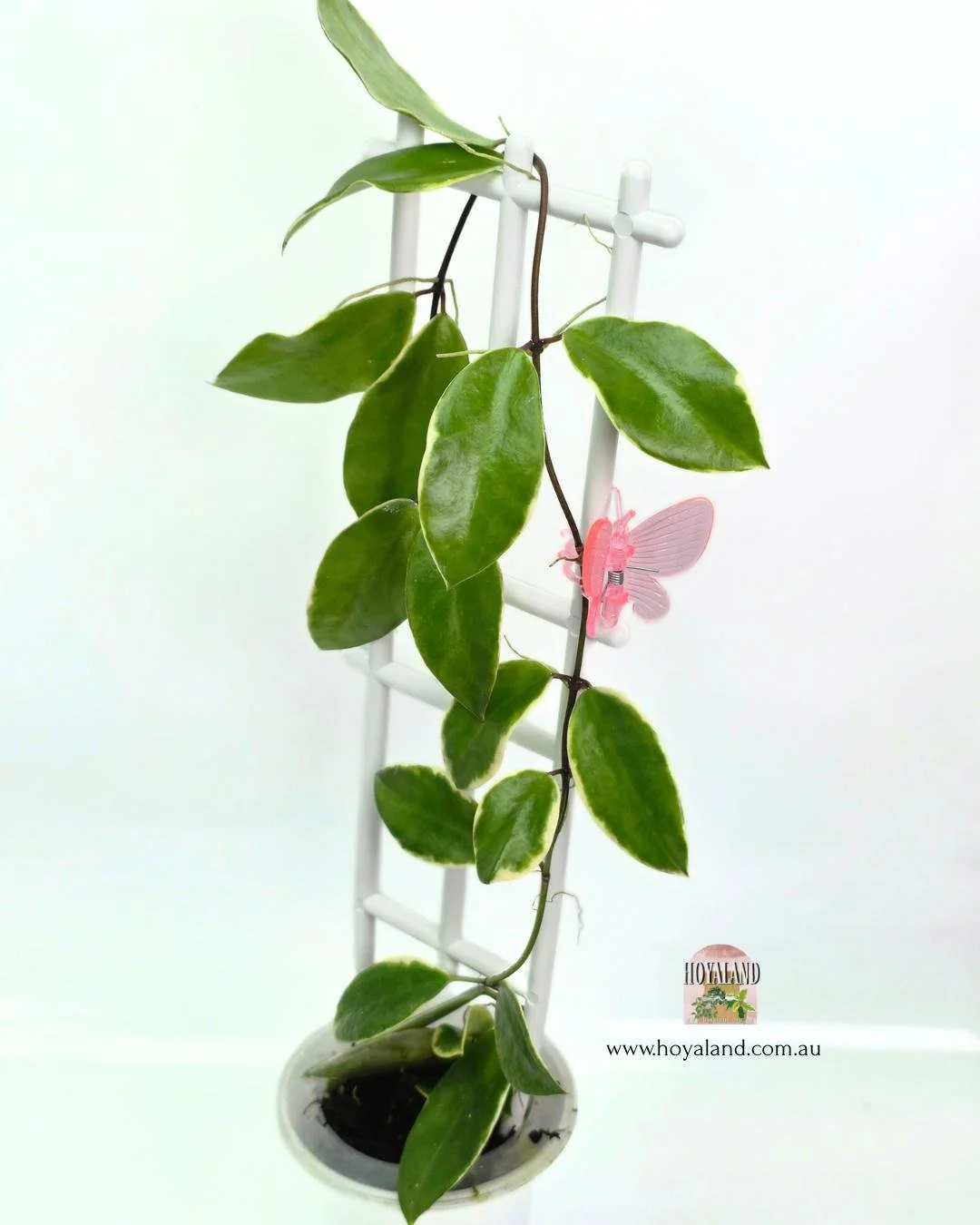 HoyA HALOPHILA (2).jpg
