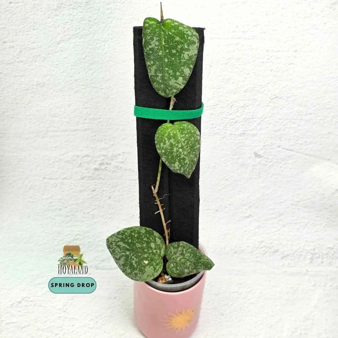 Hoya cinnamomifolia x imbricata (3 Leaves w/ Active Vine)