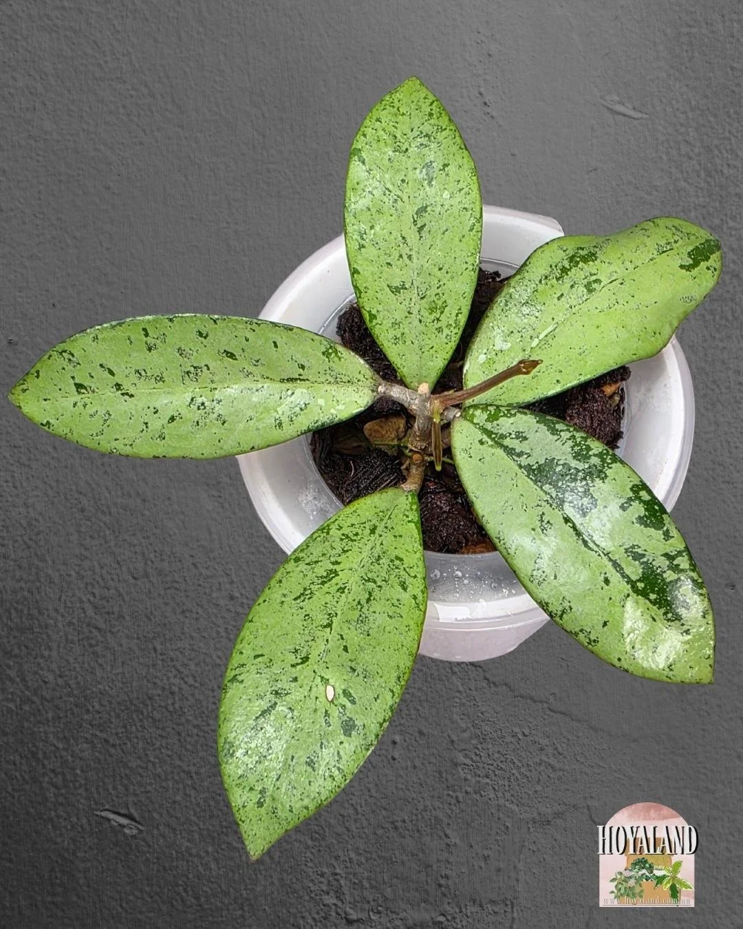 Hoya crassipetiolata x michele (4).jpg