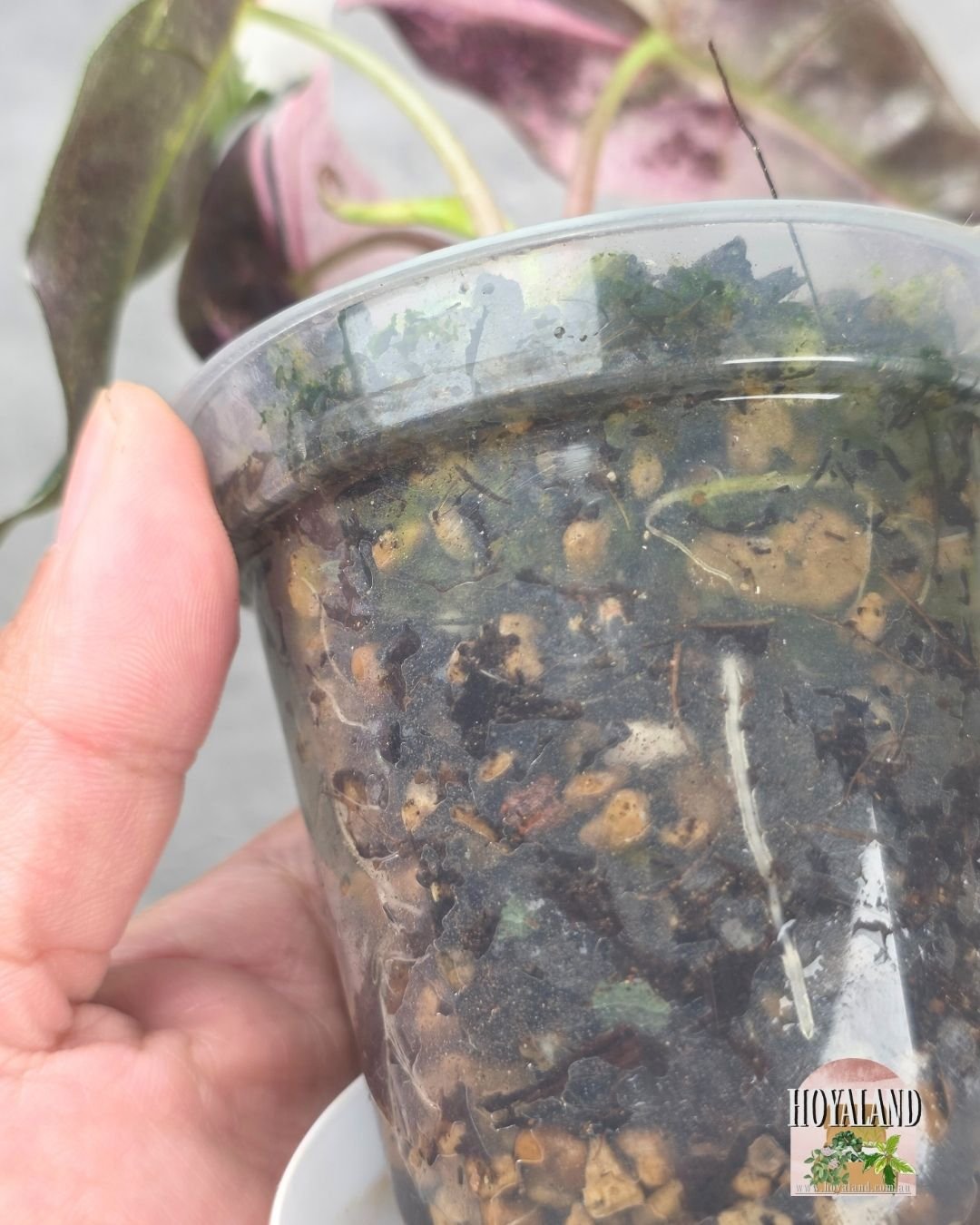 Alocasia Amazonica non tc corm B (6).jpg