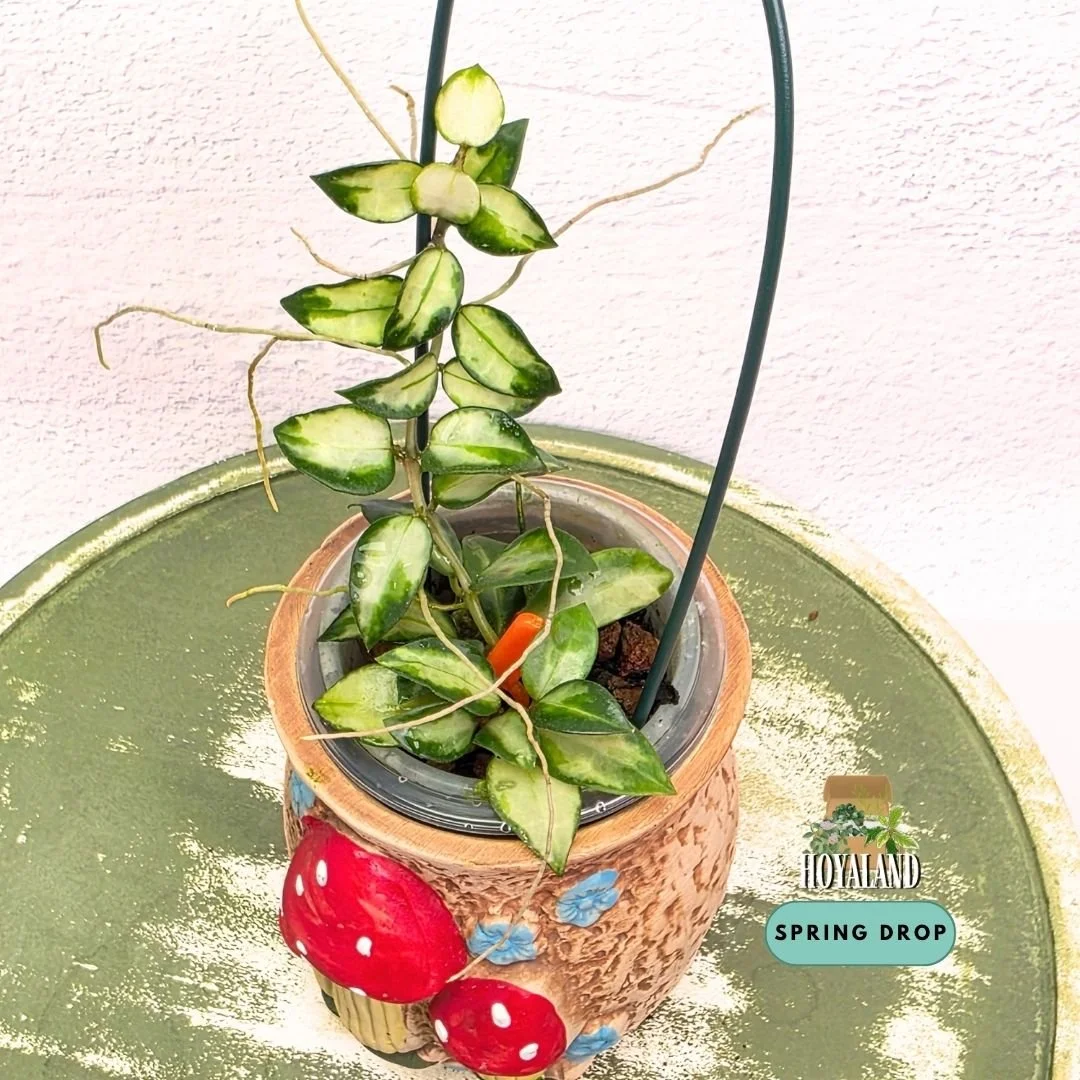 Hoya lacunosa Bruno | Rare Wavy Tricolour Variegated Hoya