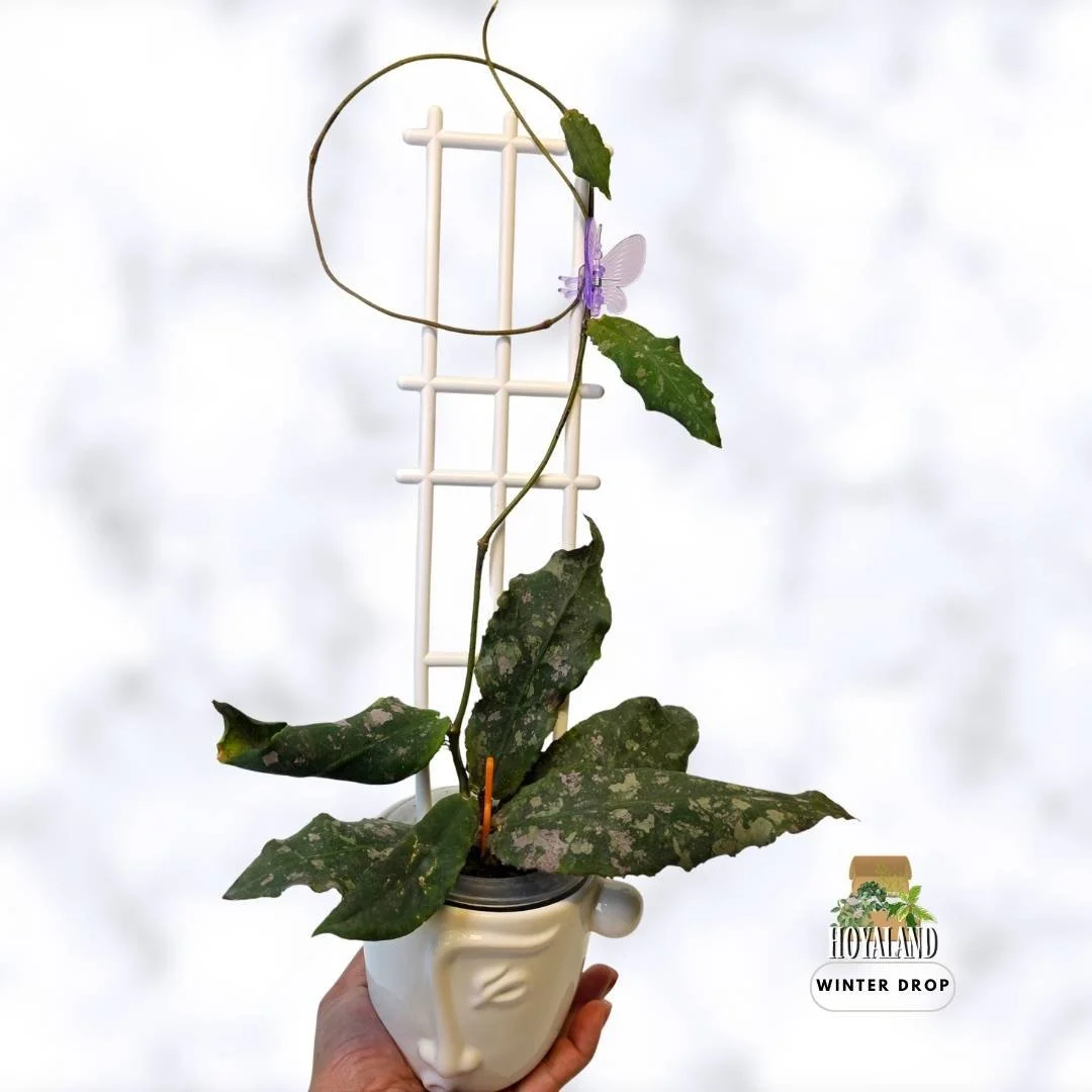 Hoya undulata | Prehistoric Splashy Collector Hoya