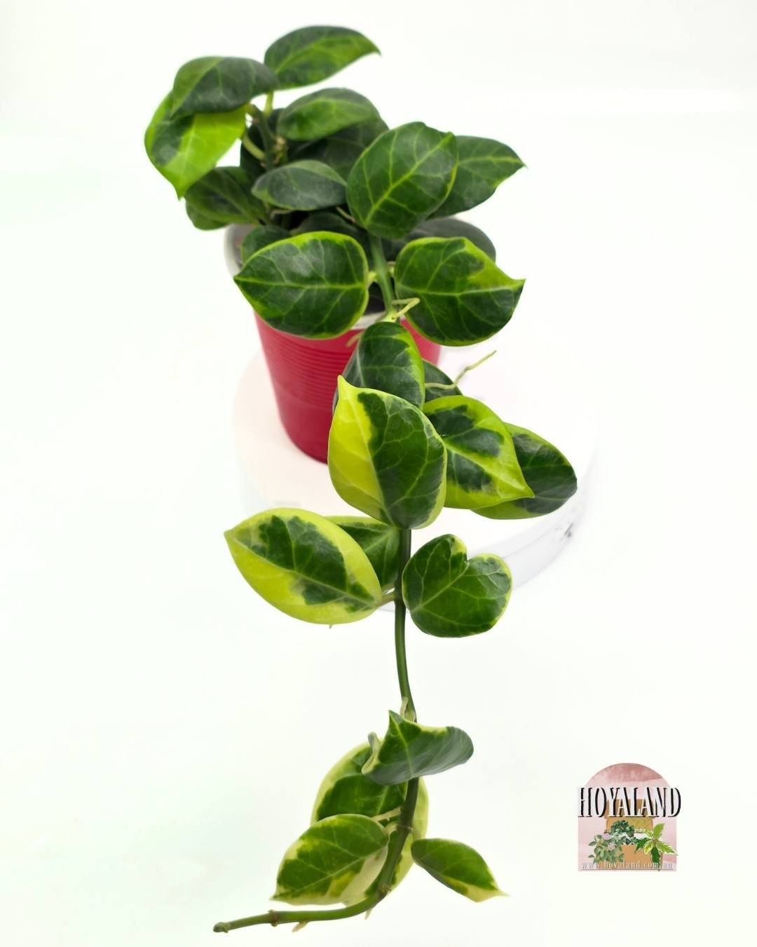 Hoya obscura albo (5).jpg