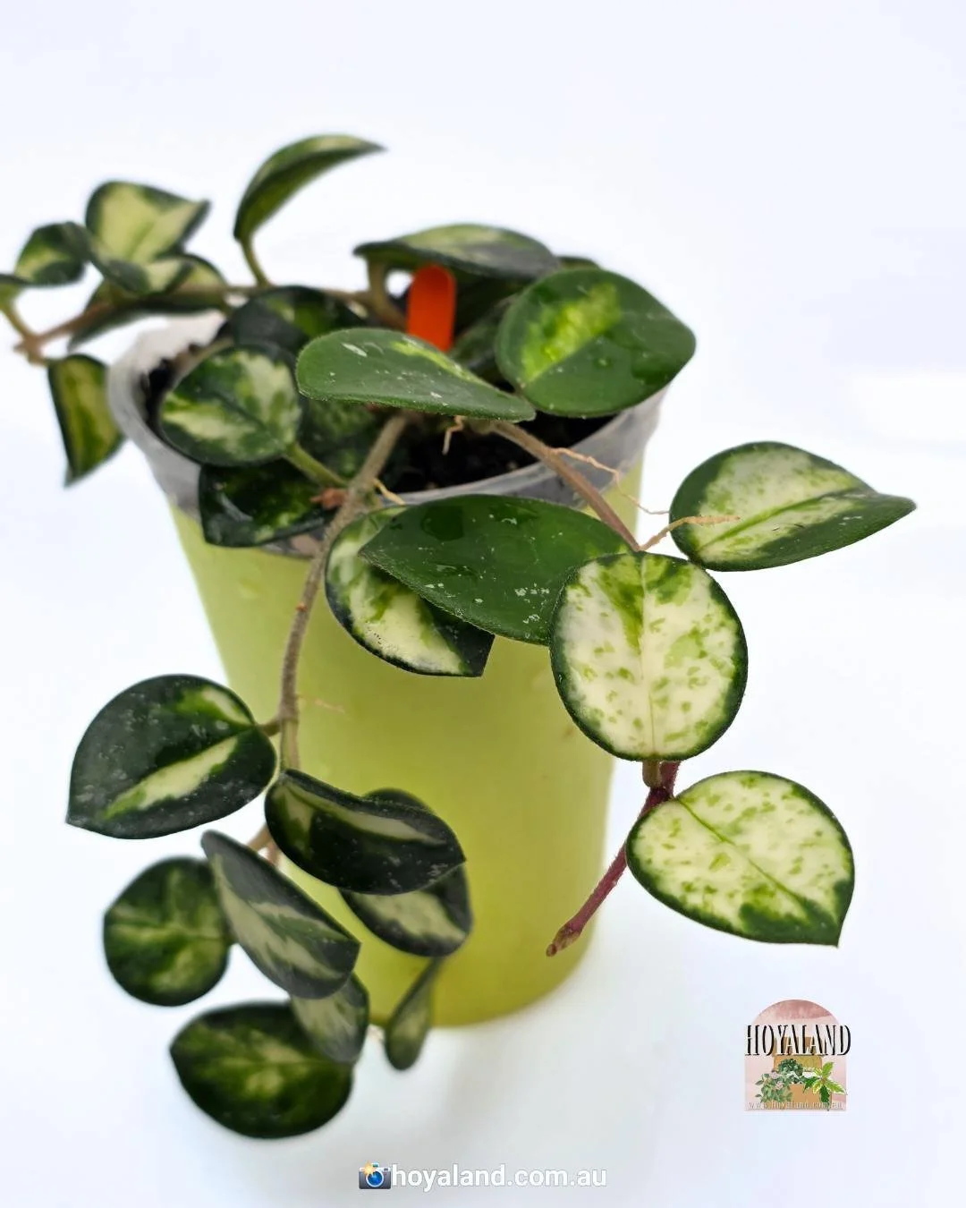 🌞 Hoya Mathilde Variegata | Stunning Variegation 🩷