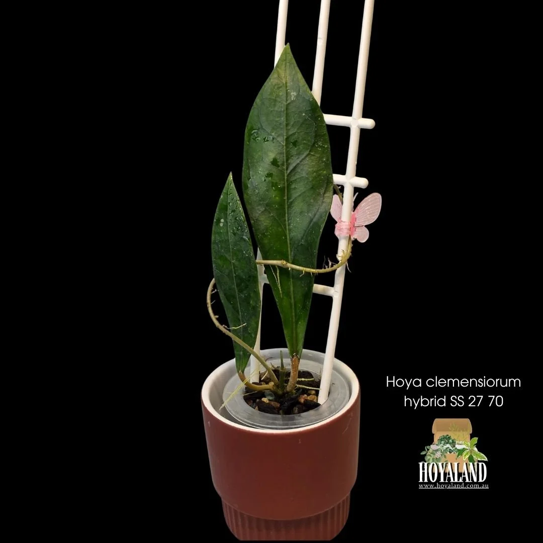 Hoya clemensiorum hybrid (4).jpg