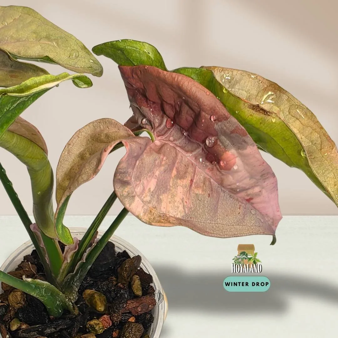 Established Syngonium Double Pink showing intense Pink Splash mutation across deep green arrowhead foliage