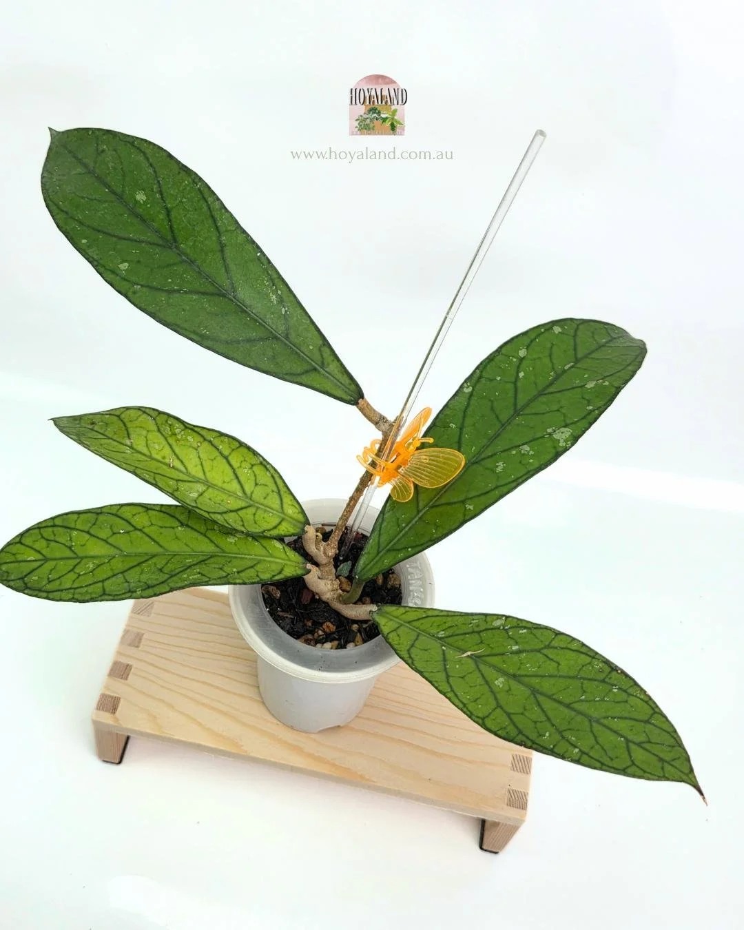 Hoya Tanggamus Narrow fORM (3).jpg