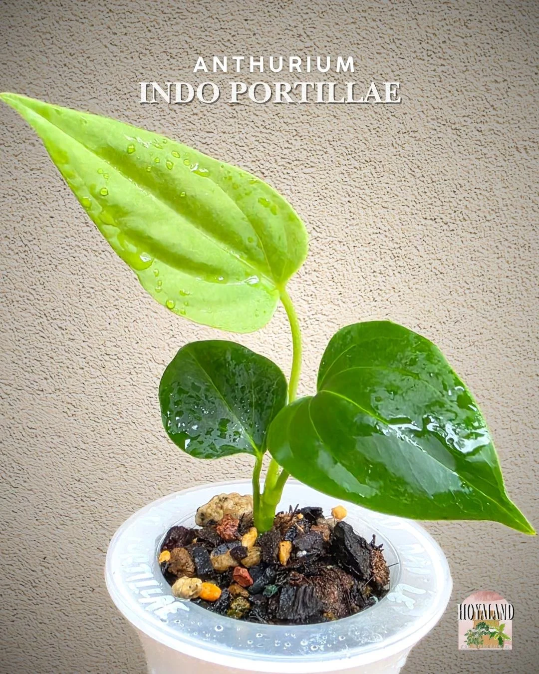 Anthurium indo portillae (3).jpg