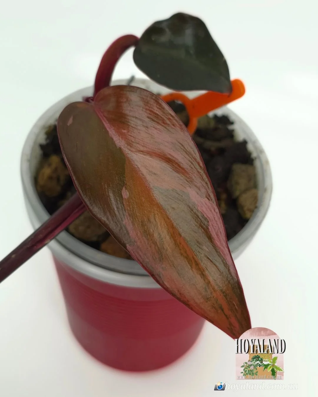 Philodendron fire princess (2).jpg