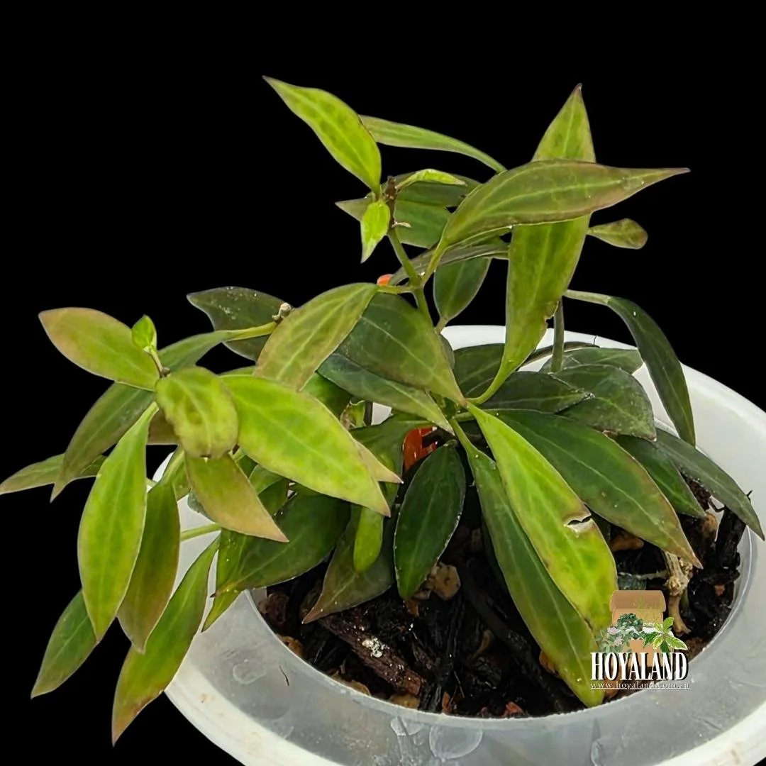 Hoya microdwarf (4).jpg