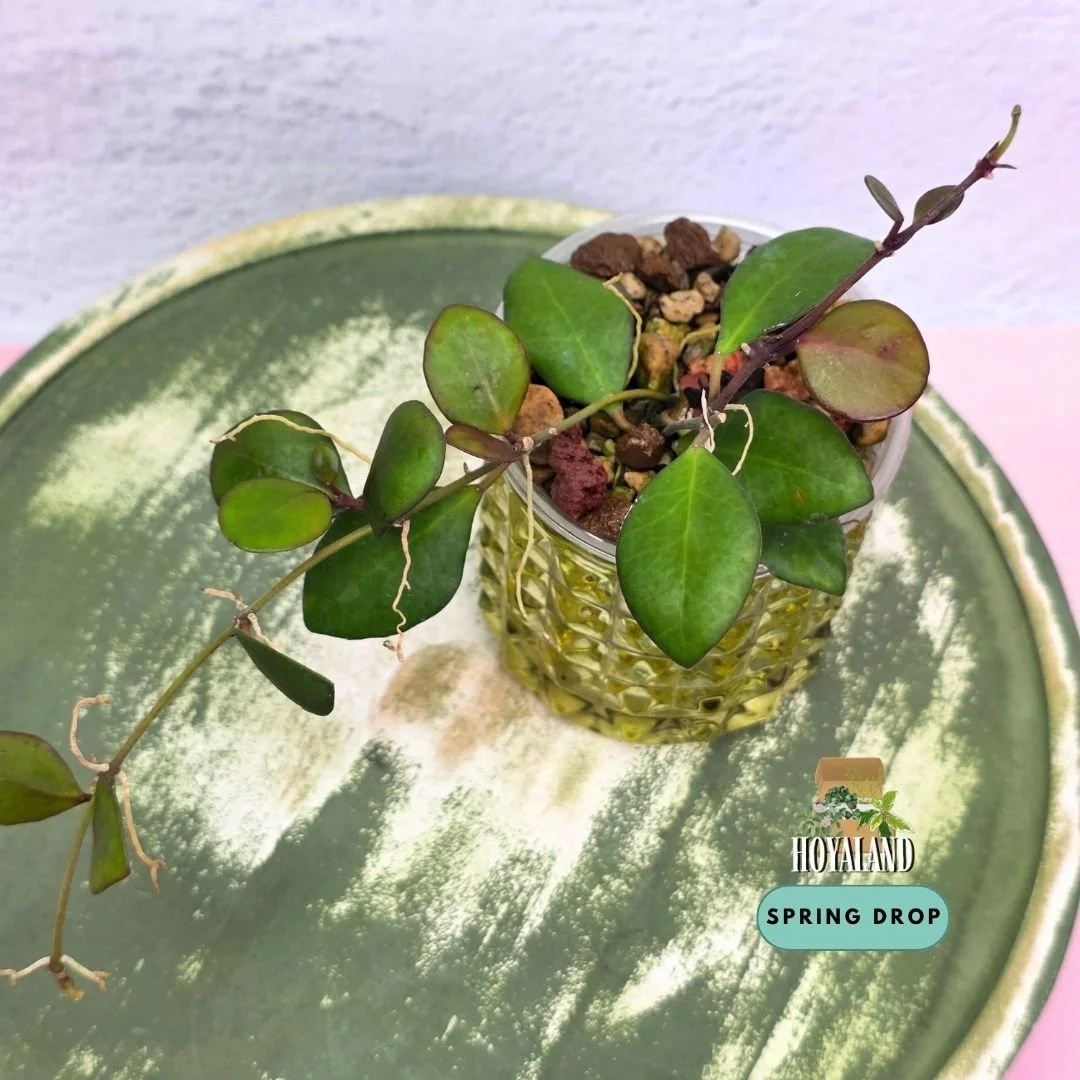 Hoya 'Noona' Pink (davidcummingii x heuschkeliana)