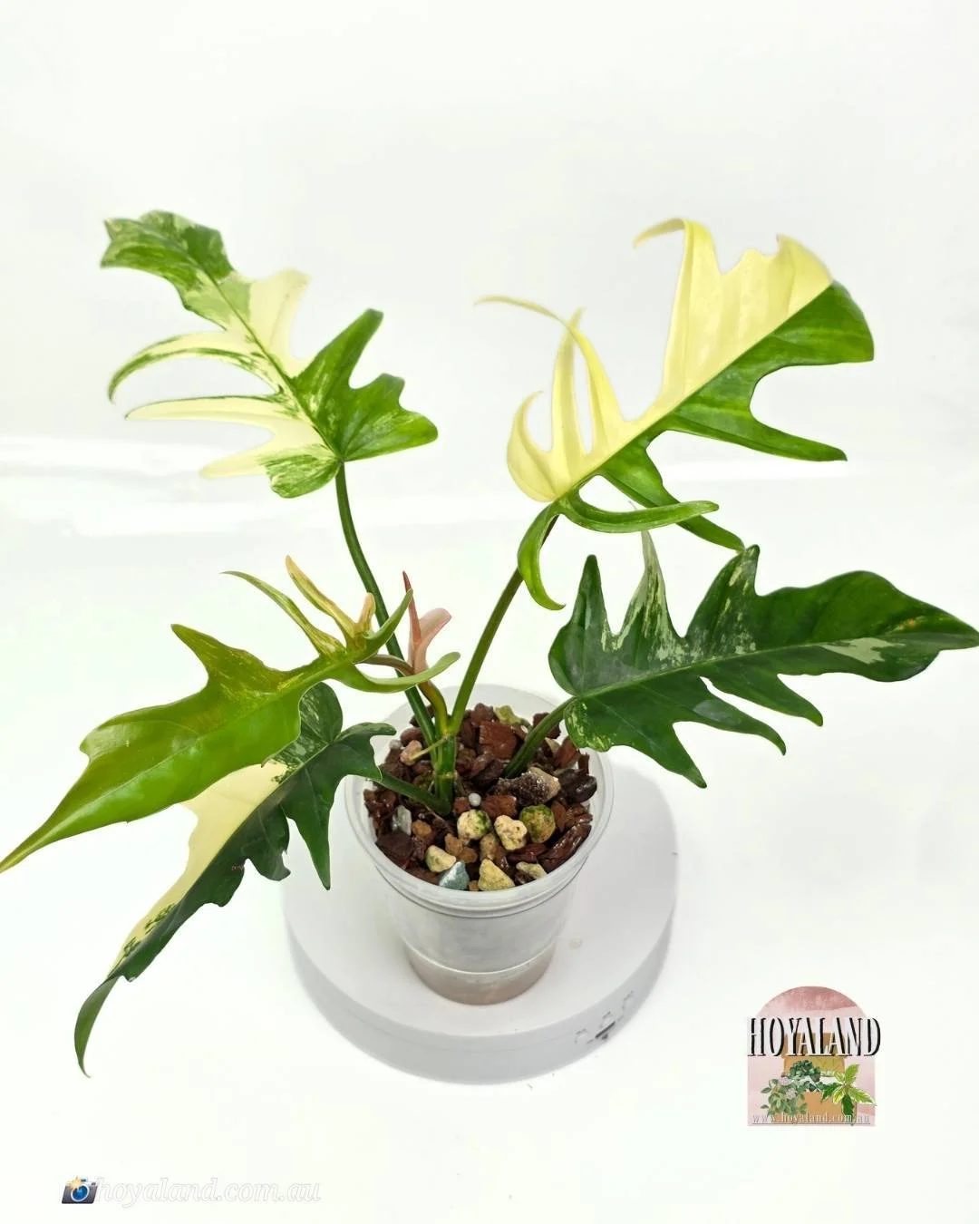 FB  tortum 2 (4).jpg