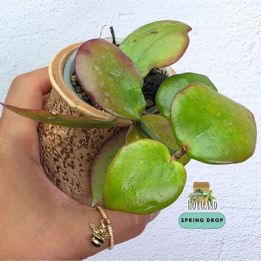 Established Hoya anulata Iron Range QLD IML 0024 climbing vine showing thick lime-green leaves with coppery-red sun-stressing margins and hairy flowers
