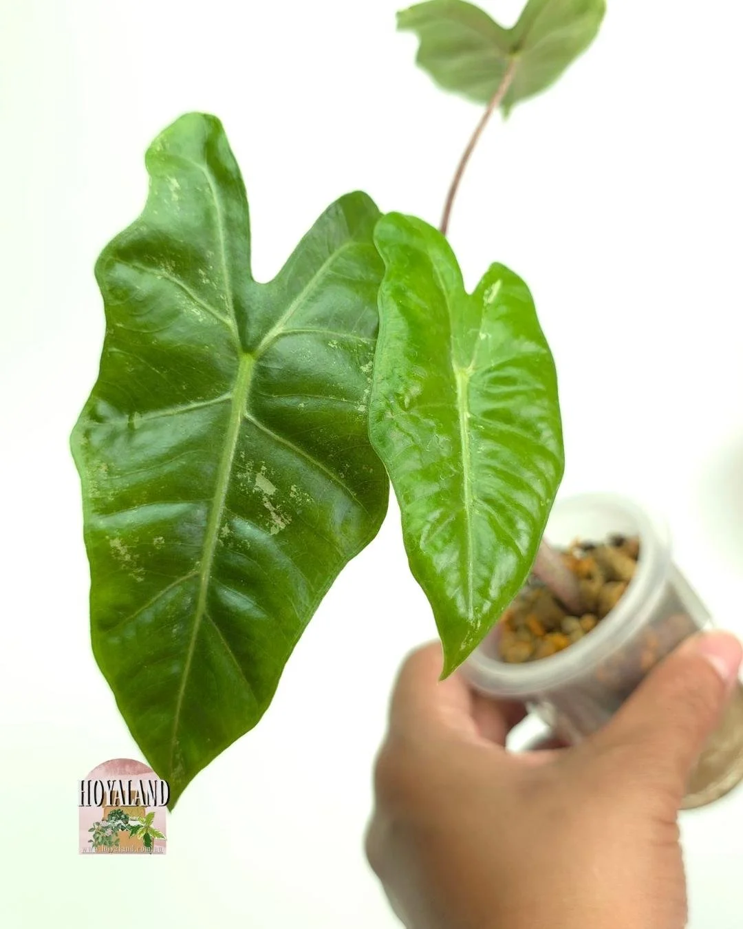 Alocasia pseudo sanderiana albo 1 (3).jpg