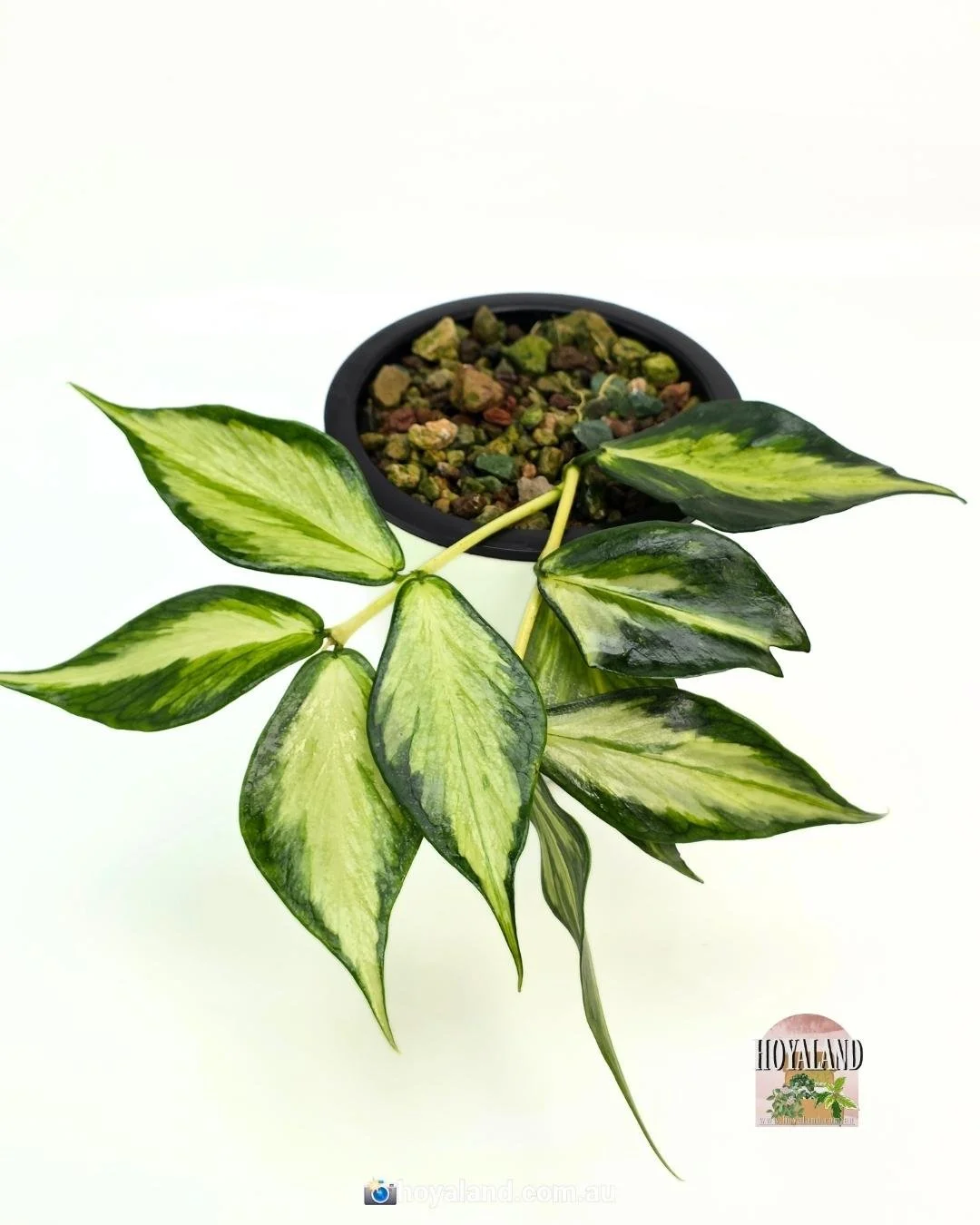 Hoya polyneura variegata (4).jpg