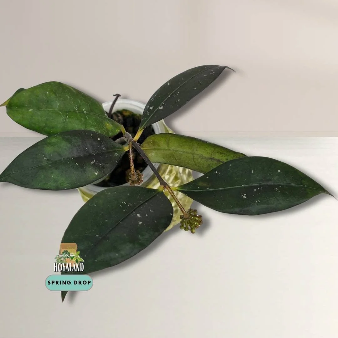 Hoya sp. Jatim Clone 2 – Established with Peduncles