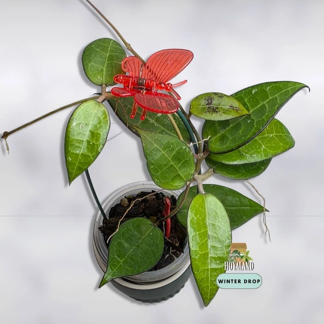 Established Hoya verticillata Black Margin showing thick leaves with dark outer rims