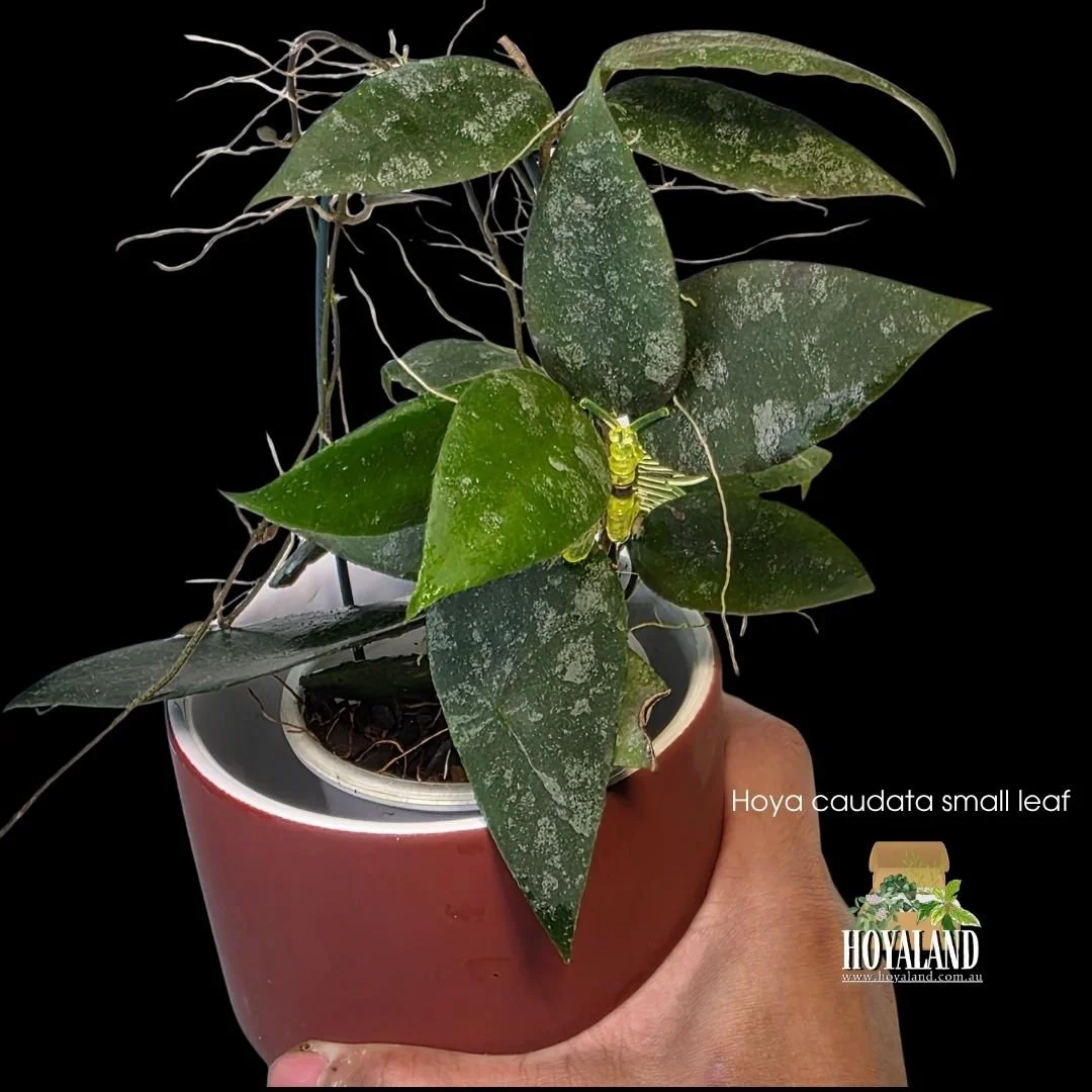 Hoya caudata small leaf.jpg