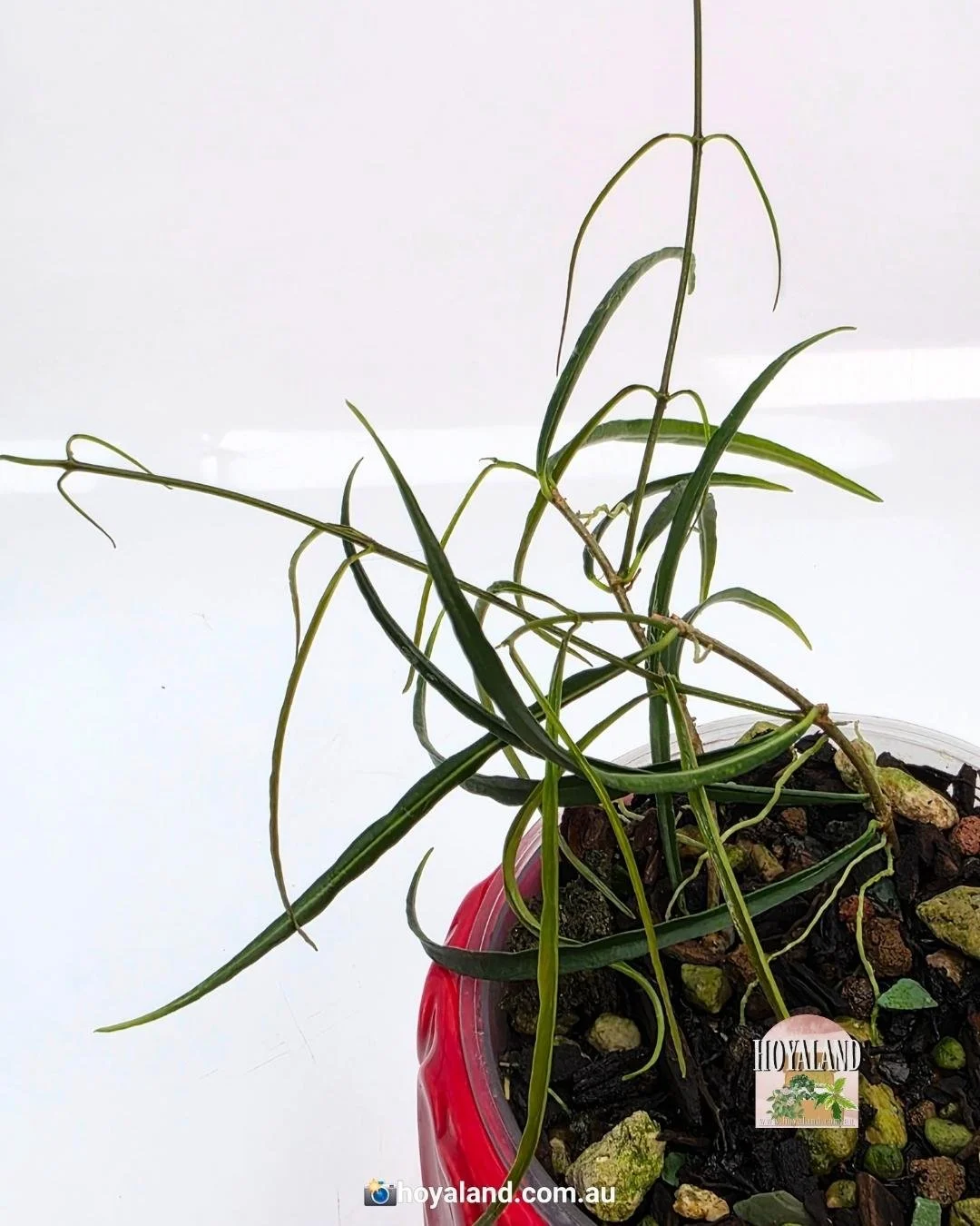 Hoya stenophylla (6).jpg
