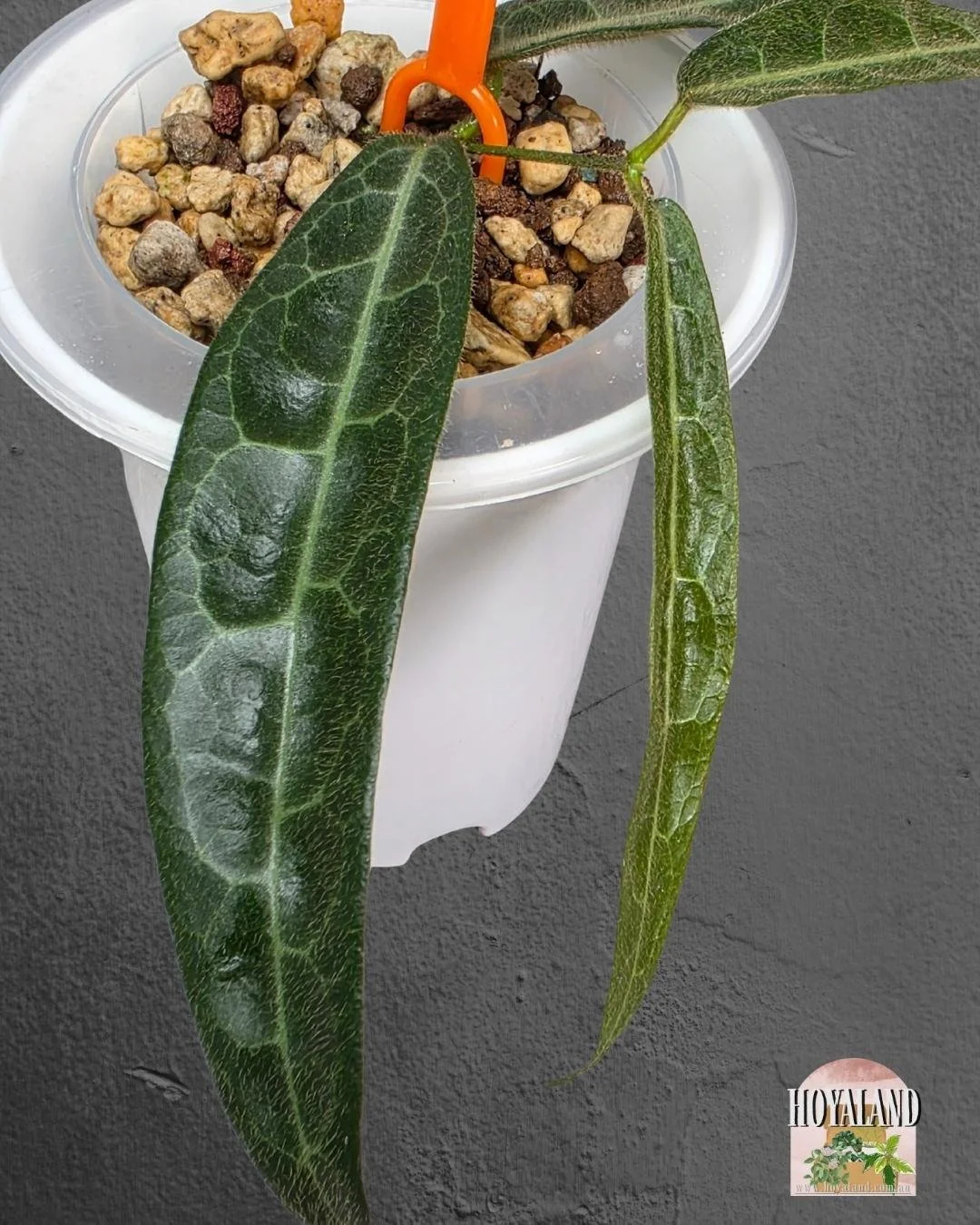 Hoya hypolasia indo (2).jpg