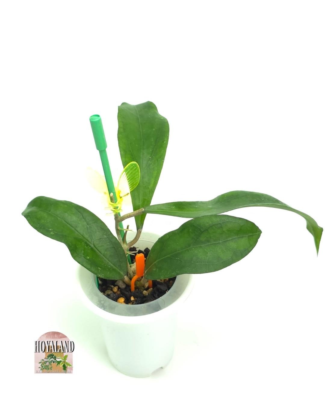 Hoya Swiffers Treat (4).jpg