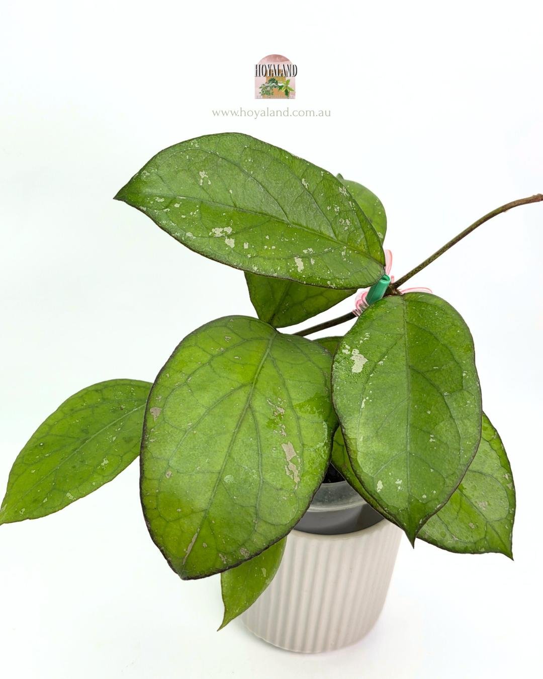 Hoya Priktai (4).jpg