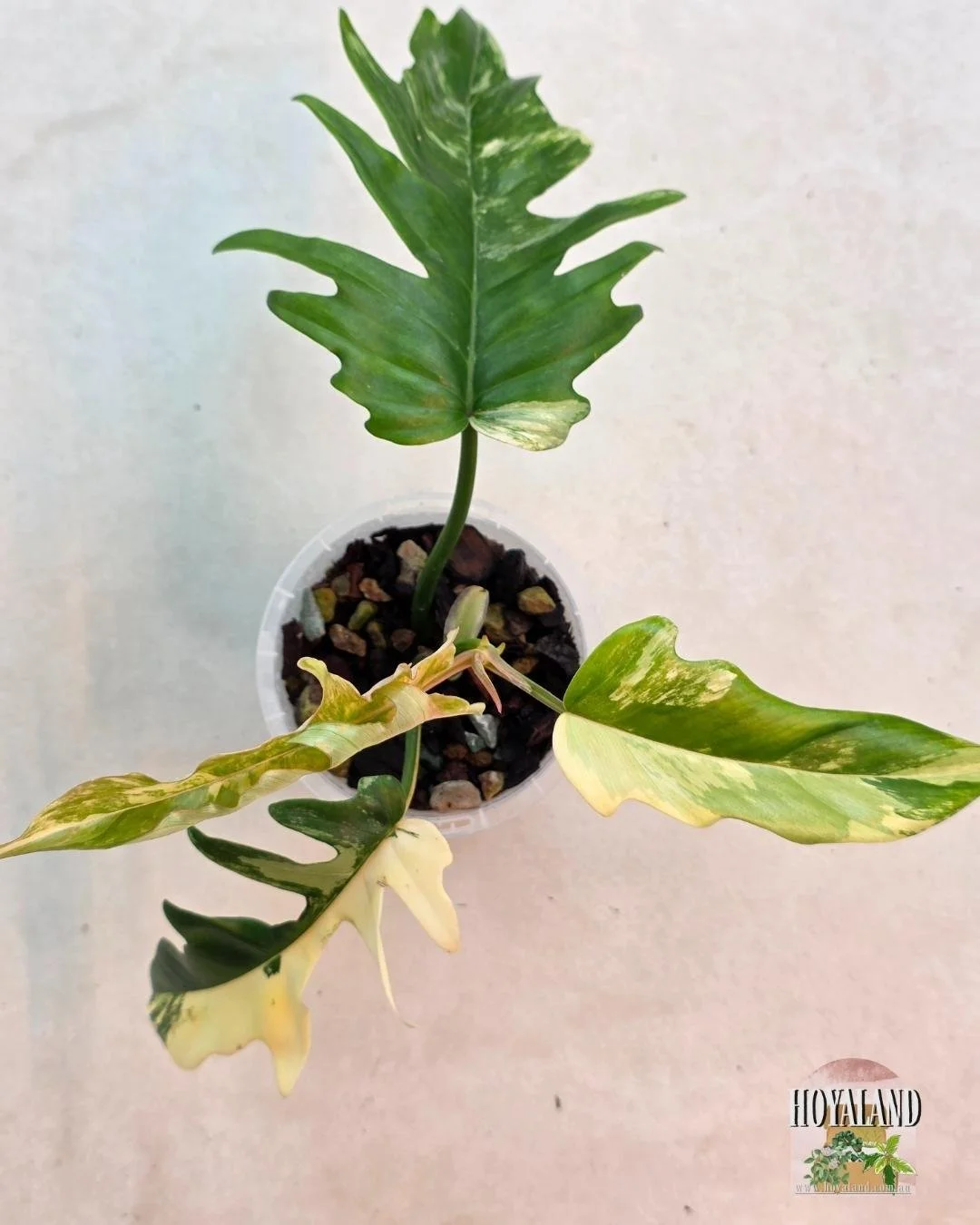 Philodendron FB x Tortum (11).jpg