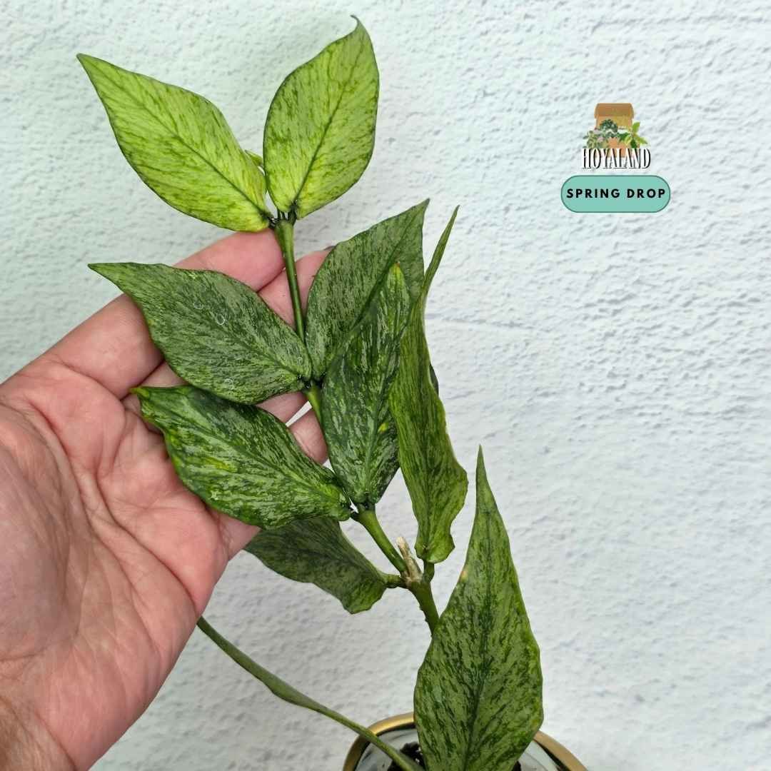hoya polyneura broget (3).jpg