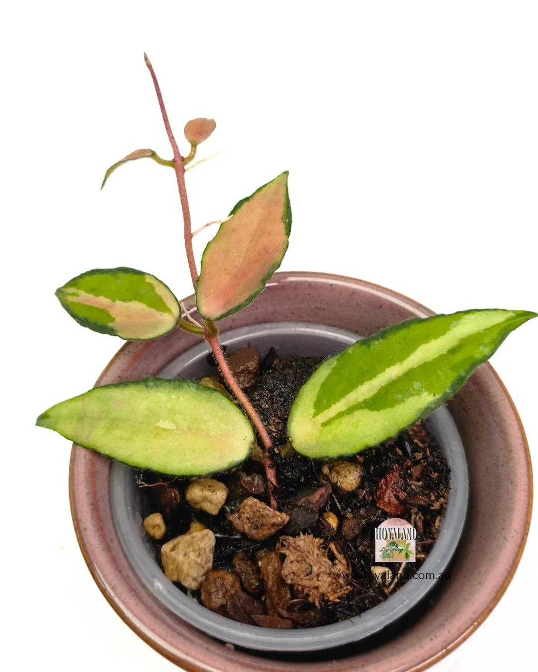 Hoya caudata variegata tip (3).jpg