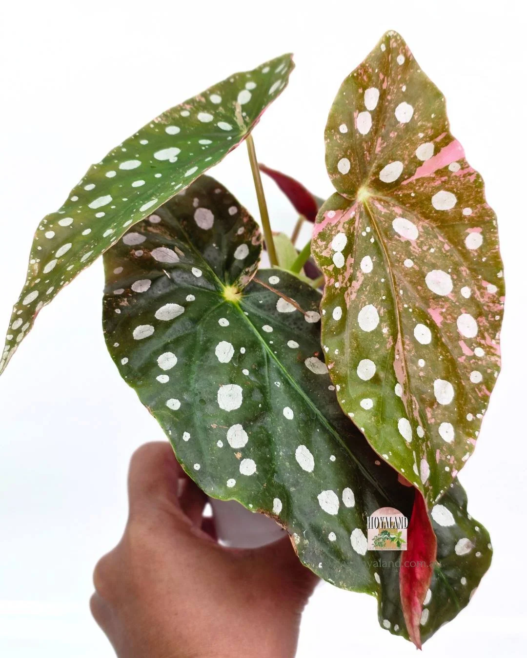 Begonia maculata wightii var (3).jpg