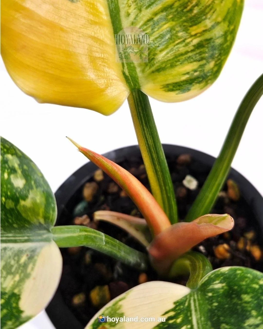 Philodendron Green Congp Variegated (3).jpg