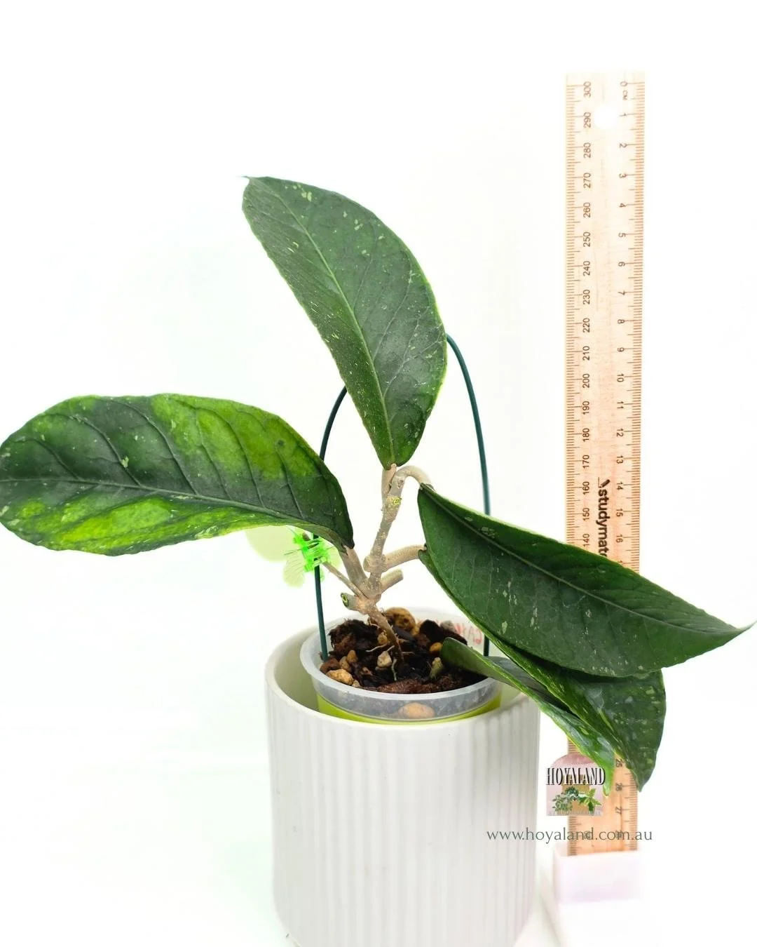 Hoya Gayo Lues Green (7).jpg