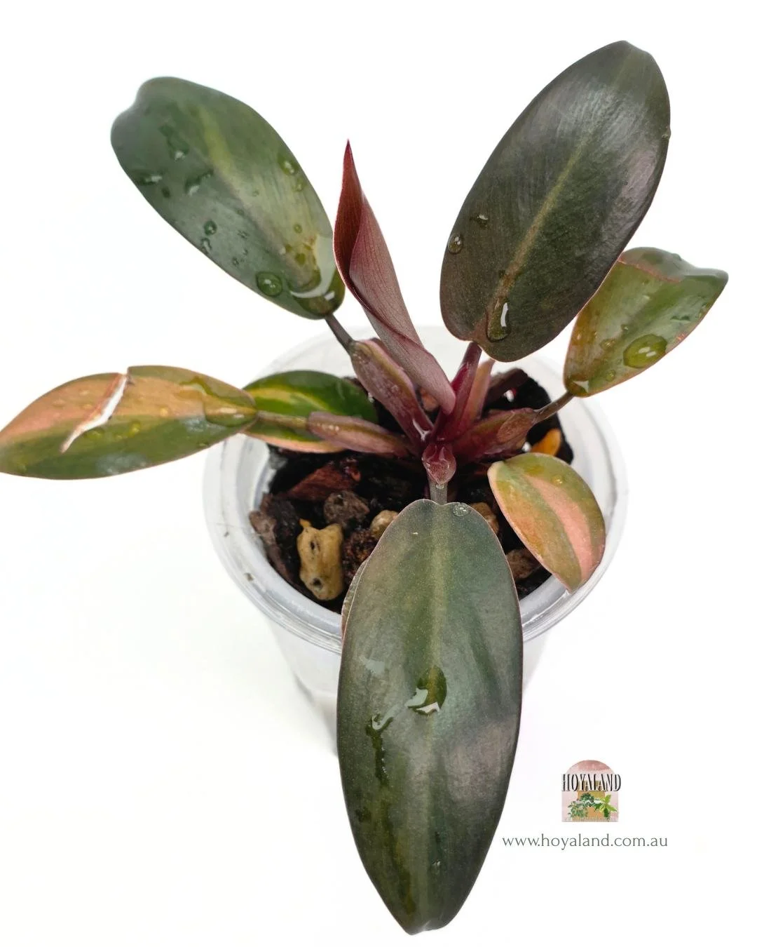 Philodendron black cardinal variegata.jpg