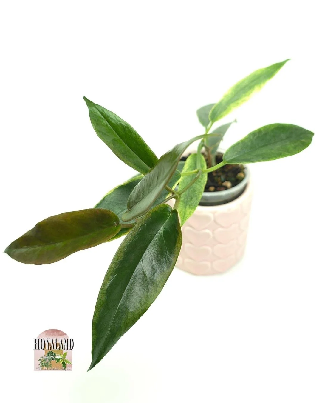 Hoya archoboldiana albo.jpg