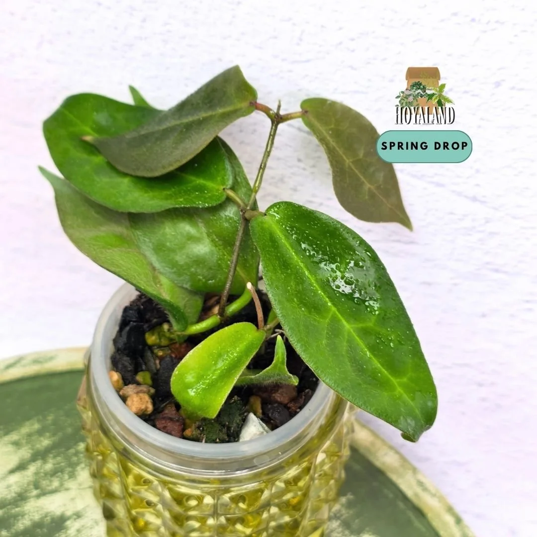 Hoya piestolepsis (4).jpg