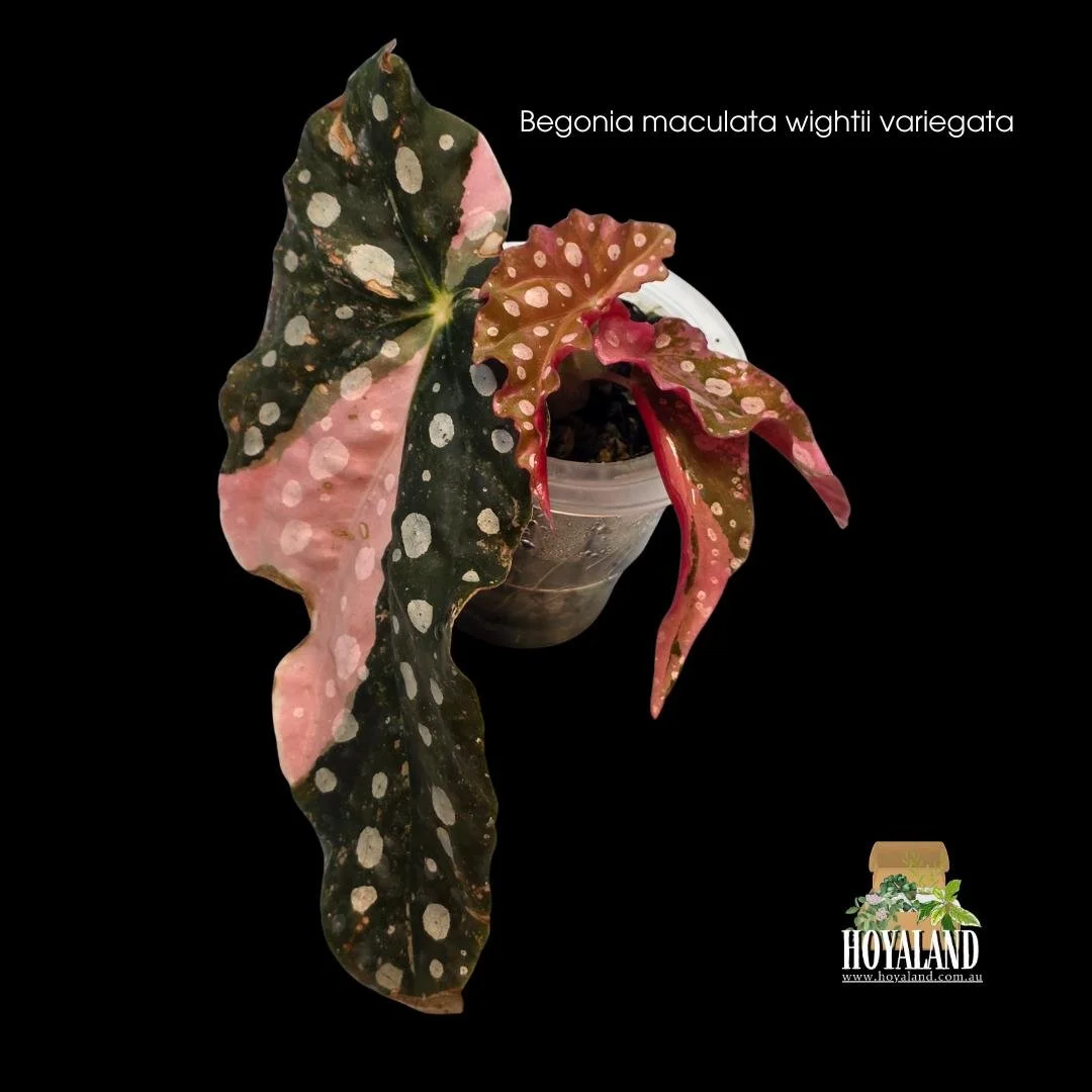 Variegated Begonia maculata Wightii plant with polka dot leaves displaying rare blocks of pastel pink variegation.