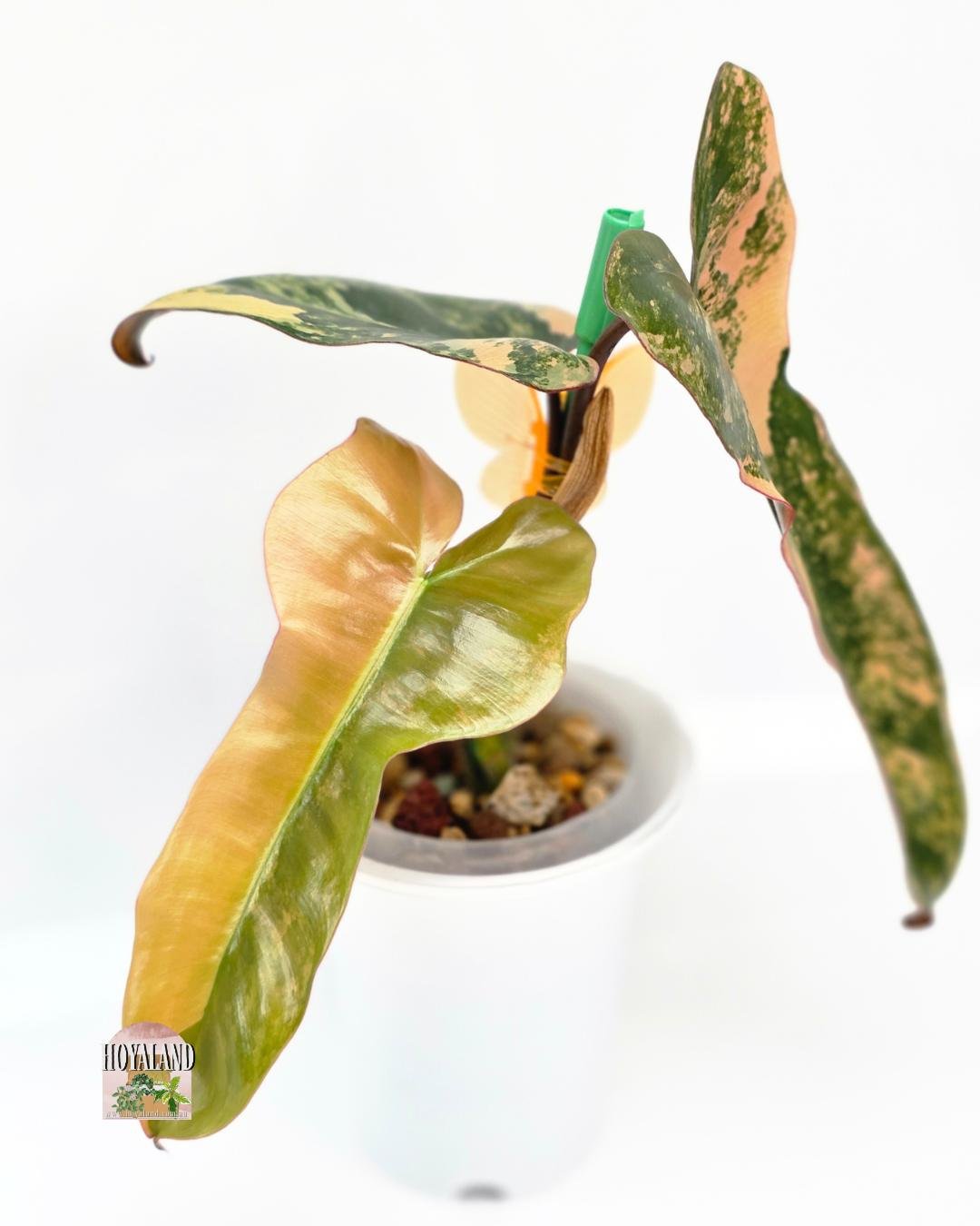 Philodendron brown beauty (3).jpg