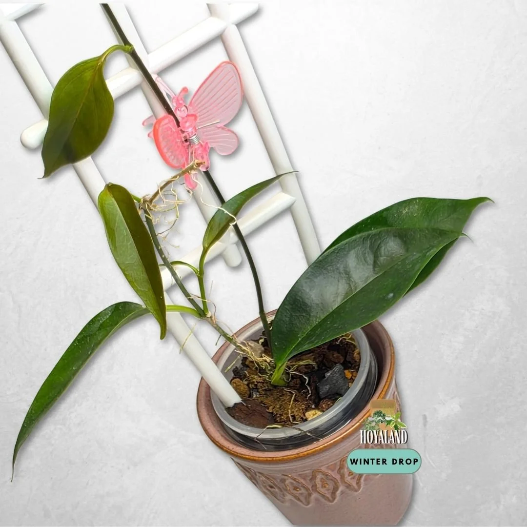 Hoya chloroleuca (Rare Green-Centered White Blooms)