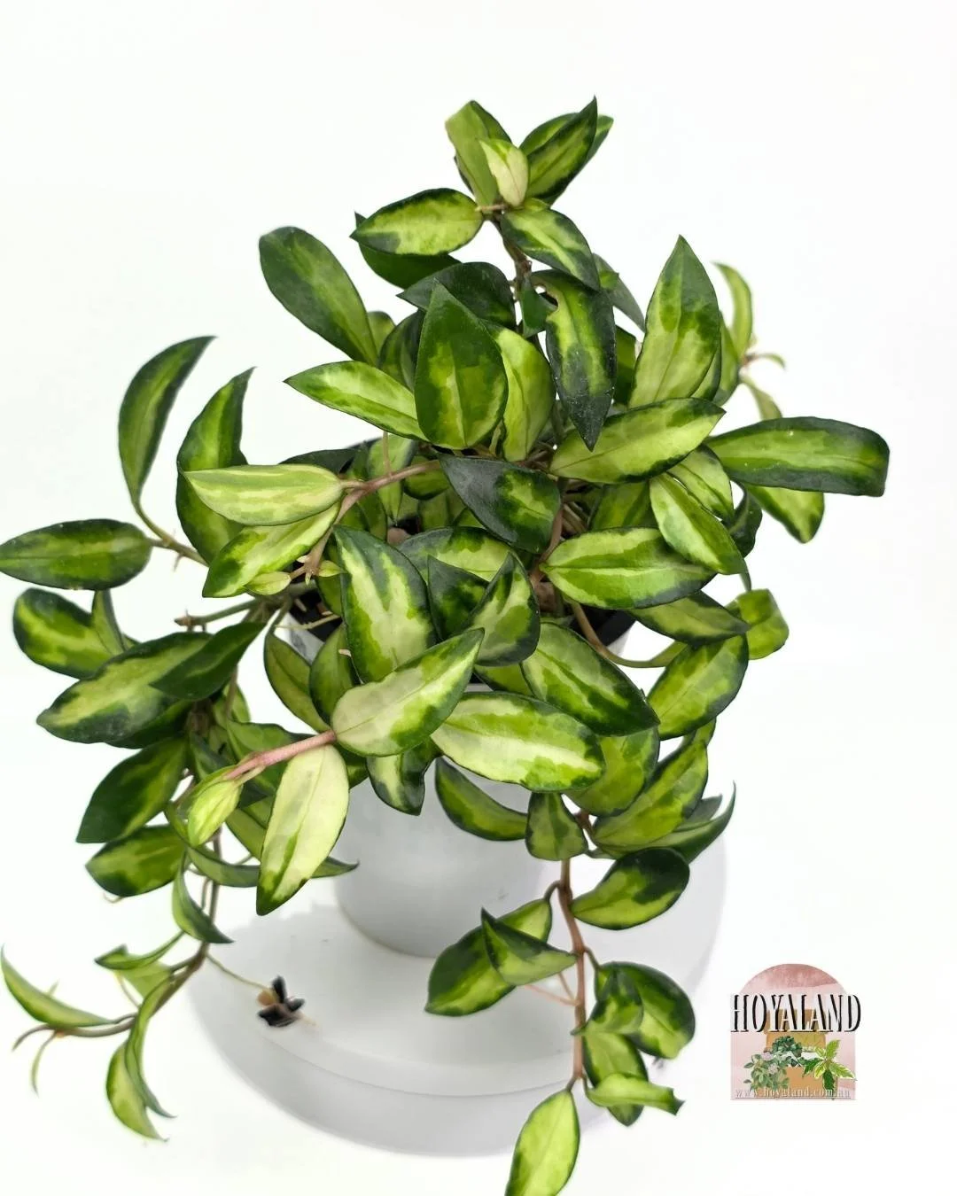 Hoya lacunosa bruno (3).jpg