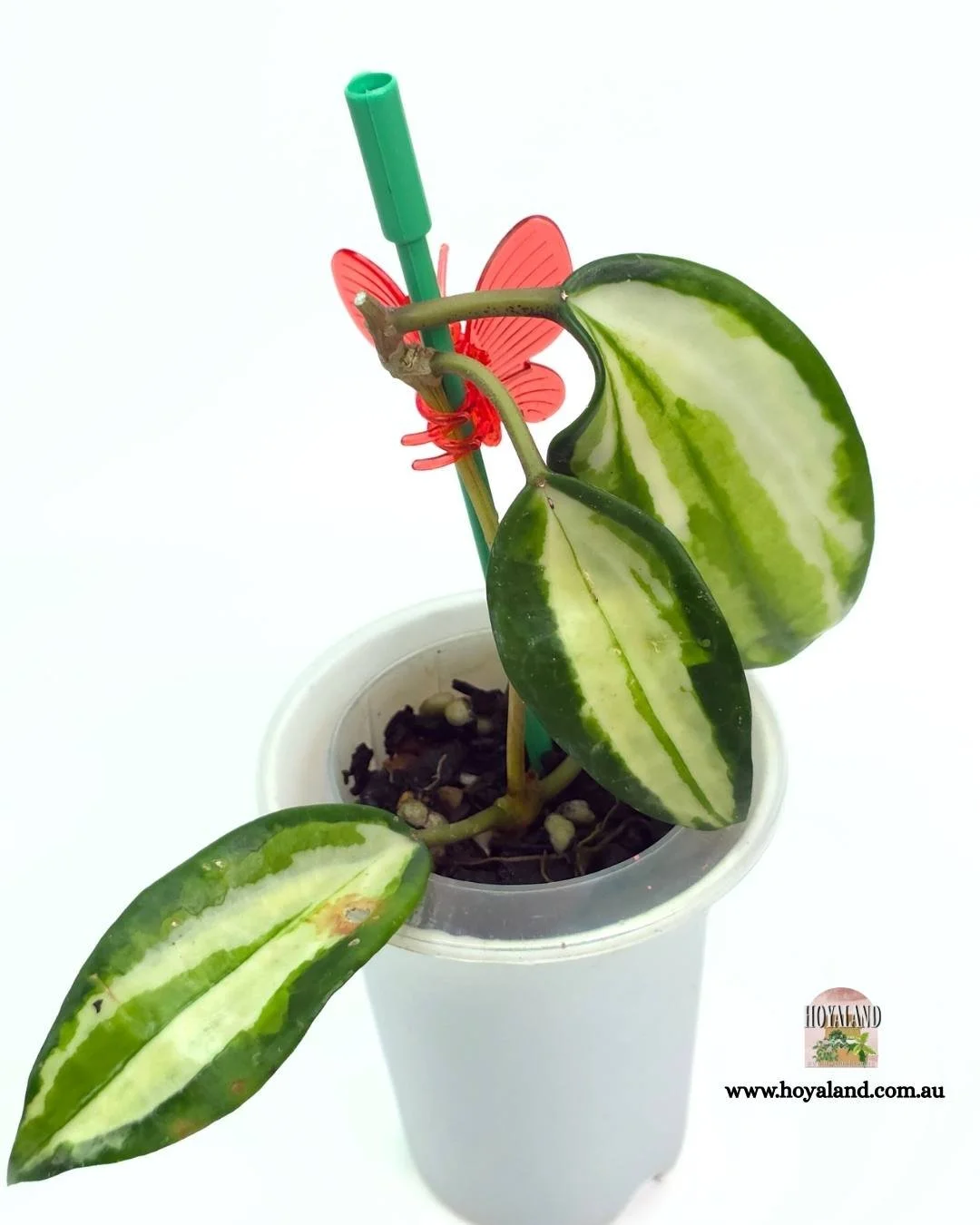 Hoya latifolia queensy (18).jpg