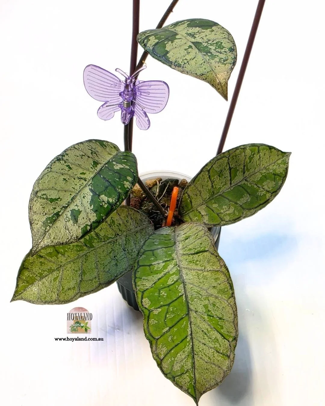Hoya gunung gading silver ghost a.jpg