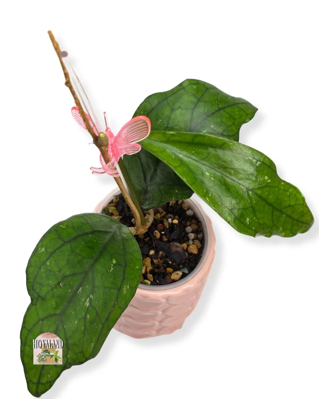 Hoya Germany (2).jpg